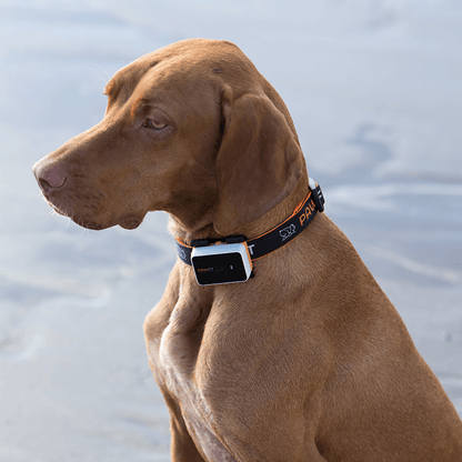 Pawfit 3 Collar Small